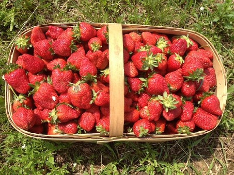strawberries-602500__340
